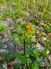 Barbarea vulgaris