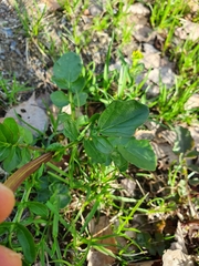 Barbarea vulgaris