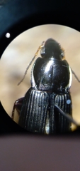 Poecilus lucublandus