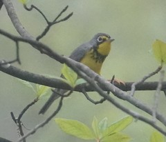 Cardellina canadensis