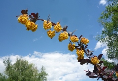 Berberis × ottawensis