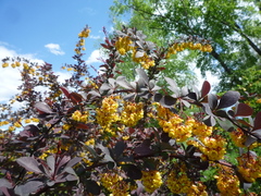 Berberis × ottawensis