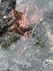 Enteroctopus dofleini