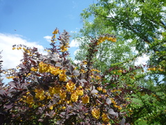 Berberis × ottawensis