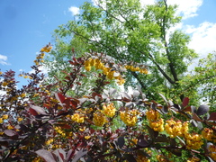 Berberis × ottawensis