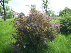 Berberis × ottawensis