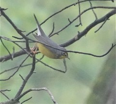 Cardellina canadensis