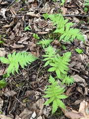 Phegopteris connectilis