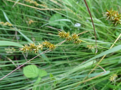 Carex spicata