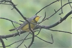 Cardellina canadensis