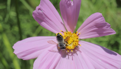 Megachile pollinosa