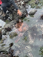 Enteroctopus dofleini