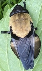 Cuterebra abdominalis