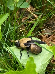 Cuterebra abdominalis