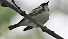 Setophaga pensylvanica