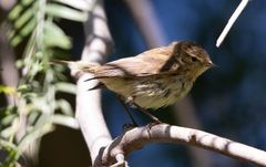 Phylloscopus collybita