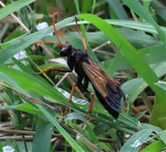 Tachypompilus ignitus