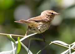 Phylloscopus collybita