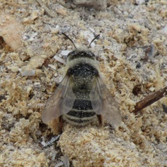 Anthophora bimaculata
