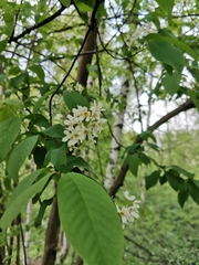 Prunus padus