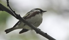 Setophaga pensylvanica