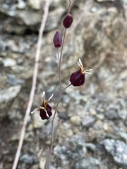 Streptanthus glandulosus niger