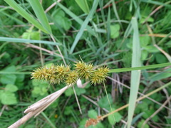 Carex vulpina