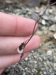 Streptanthus glandulosus niger