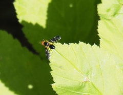 Platyparea discoidea