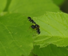 Platyparea discoidea