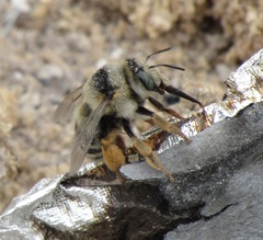 Anthophora bimaculata