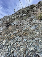 Streptanthus glandulosus niger