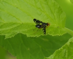 Platyparea discoidea