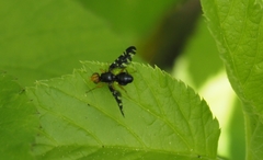 Platyparea discoidea