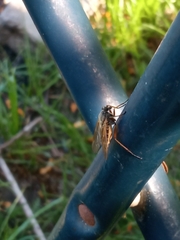 Diptera