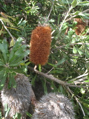 Banksia media