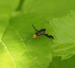 Platyparea discoidea