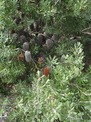 Banksia media