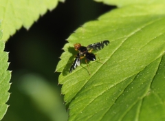 Platyparea discoidea