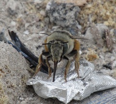 Anthophora bimaculata
