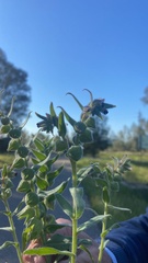 Nonea vesicaria