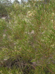Hakea trifurcata
