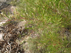 Hakea trifurcata