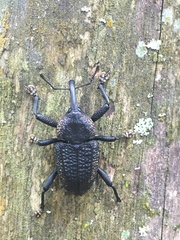 Homalinotus deplanatus
