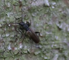 Tetropium castaneum