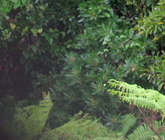 Allophylus natalensis