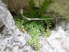 Asplenium trichomanes inexpectans