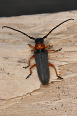 Phytoecia affinis