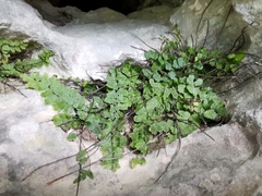 Asplenium trichomanes inexpectans