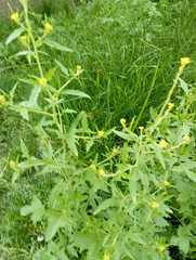 Sisymbrium officinale